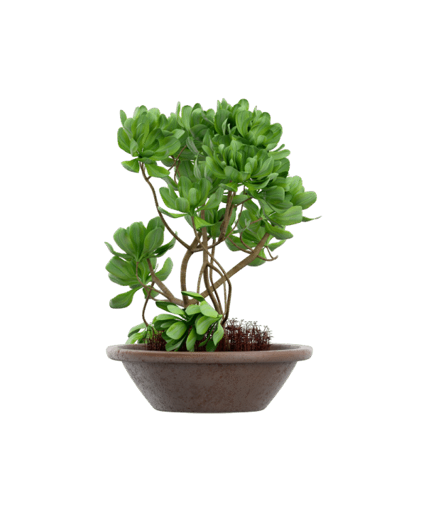 Senecio stapeliiformis