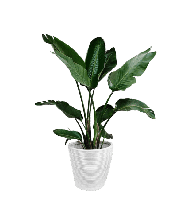 Parodia chrysacanthion