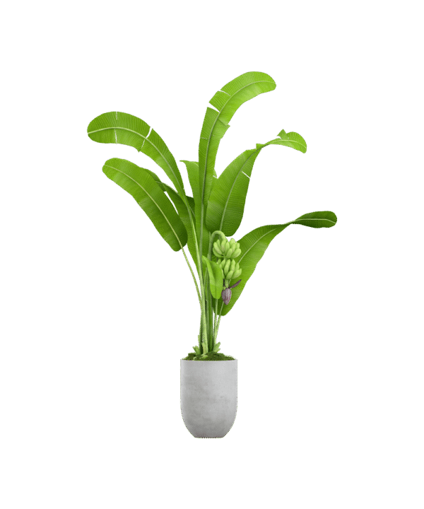 Spathiphyllum domino
